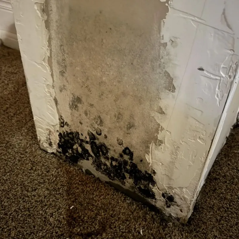 Professional Mold Removal in Massac, KY